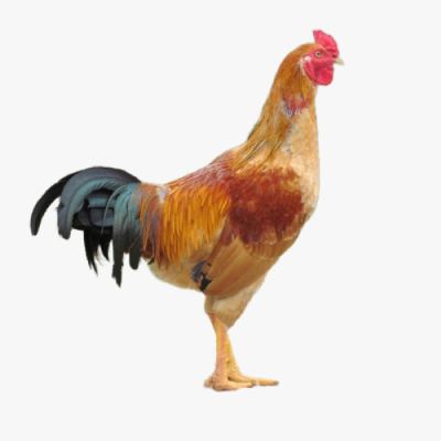 Đặc Điểm Và Ngồn Gốc Gà Tàu Vàng