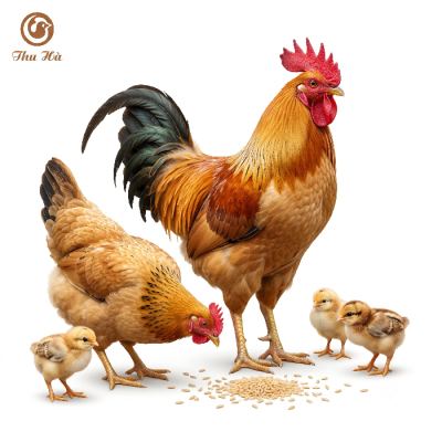 Những Điều Cần Biết Khi Nuôi Gà Tàu Vàng