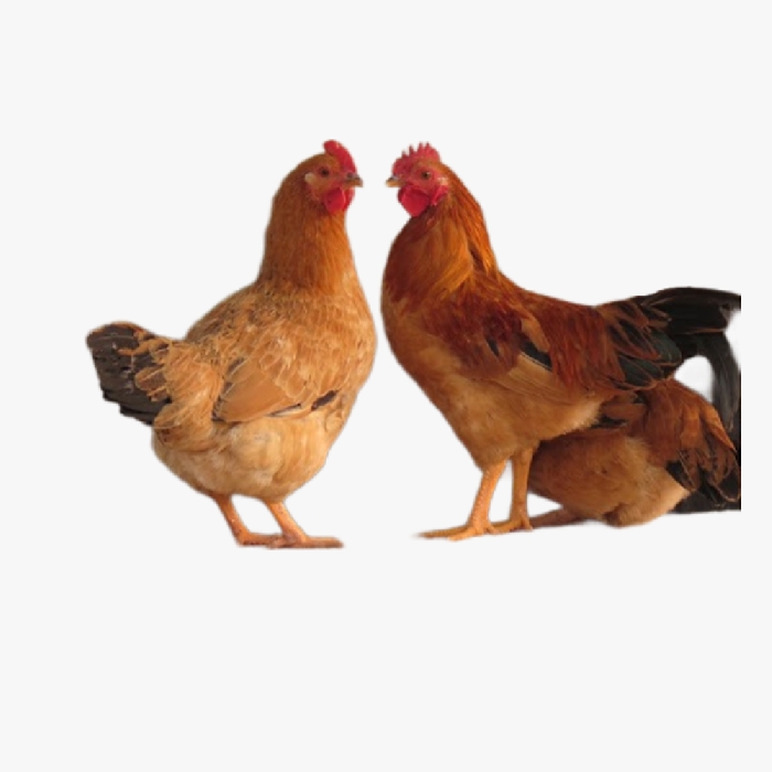 Kỹ Thuật Nuôi Gà Tàu Thả Vườn